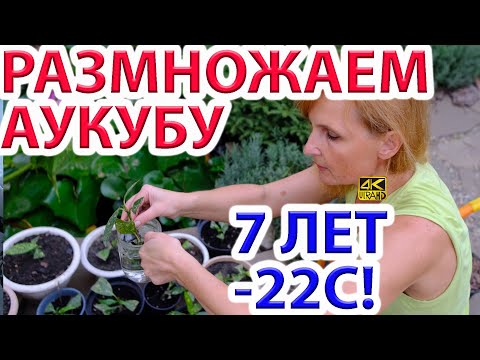 Видео: Аукуба японская размножение 7 лет в открытом грунте без укрытия.