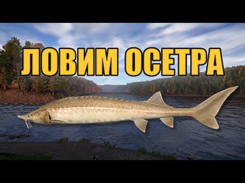 Видео: РР4 СТРИМ • ЛОВИМ НА НОРВЕЖСКОМ МОРЕ И ИЩЕМ РЕДКУЮ РЫБУ •  РУССКАЯ РЫБАЛКА 4