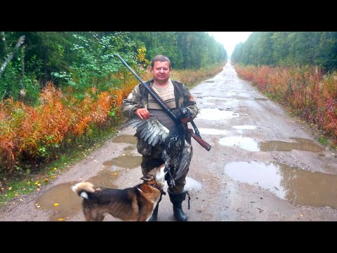 Видео: Удачный выезд в тайгу/Республика Карелия/