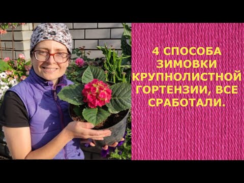 Видео: 4 СПОСОБА ЗИМОВКИ КРУПНОЛИСТНОЙ ГОРТЕНЗИИ, ВСЕ СРАБОТАЛИ