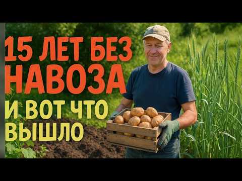 Видео: Сидераты После Картошки: мой Урожай Вырос в 2,5 раза