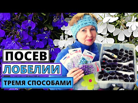 Видео: Посев ЛОБЕЛИИ тремя способами без пикировки.  Какой лучше?