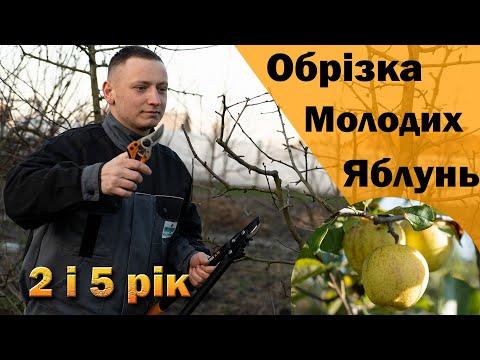 Видео: Обрізка яблуні всі нюанси. Формування молодої яблуні. Корекційна обрізка плодоносної яблуні