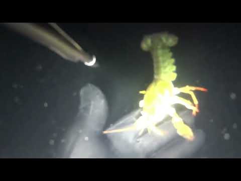 Видео: Ночная подводная охота Амур.