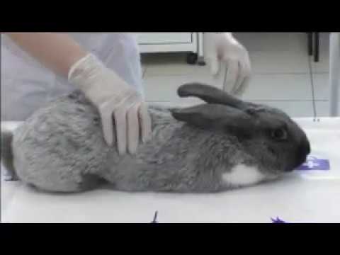 Видео: Клиническое исследование кролика