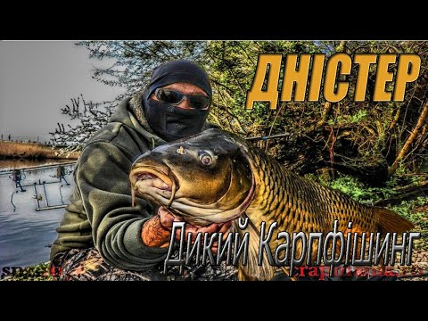 Видео: ОСІННЯ РИБАЛКА НА ДНІСТРІ.Дикий карпфішинг.