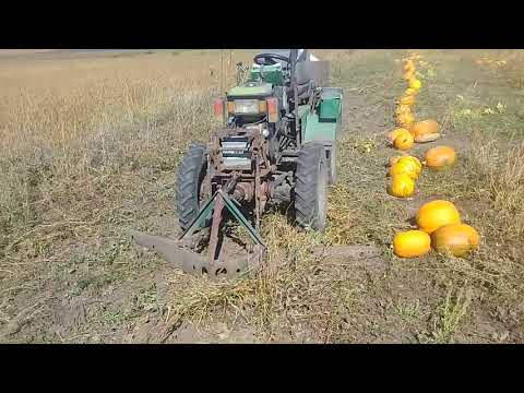 Видео: Валкування гарбузів