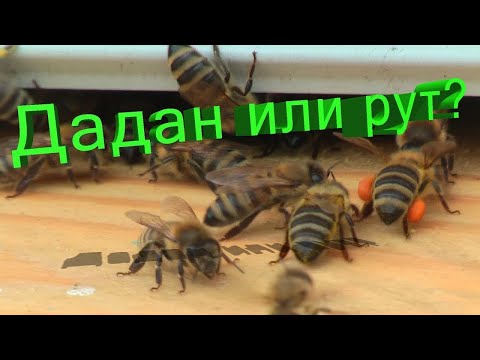 Видео: Профессор Кашковский: Какой улей лучше дадан или рут?