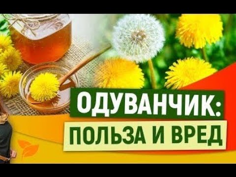 Видео: Одуванчик как лекарство #дача#сад#огород