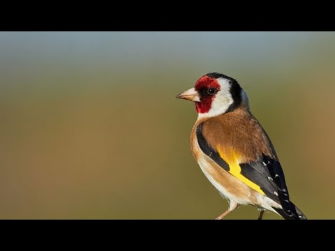 Видео: Қора қамиш ЁВВОЙИ КУШ БОЗОРИ