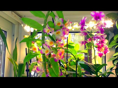 Видео: Орхидеи цветут и зимой и летом после применения удобрения Аминосил жидкий и гранулы.