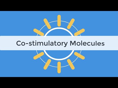 Видео: Учебное пособие по иммунологии: ингибиторы контрольных точек и костимулирующие молекулы, абатацеп...