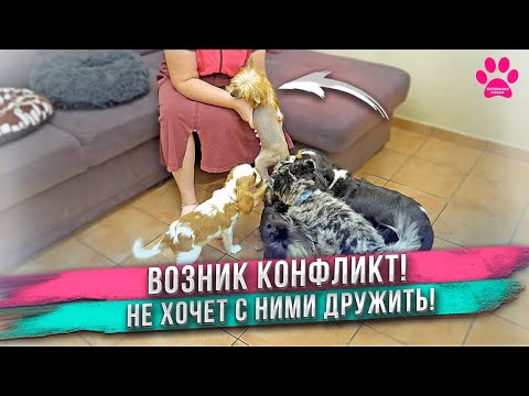 Видео: Новая собака не хочет дружить с нашими собаками. Щенок не рад новым друзьям! Яна на выставках собак.