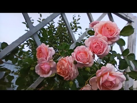 Видео: Розы🌹Пик цветения и новинки осенней посадки🌹Тульская область