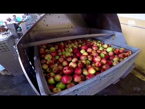 Видео: Табигый алма ширесин чыгарып байыган Эрдөөлөт Тагаевдин ишкердик сыры кандай? Демилге №4