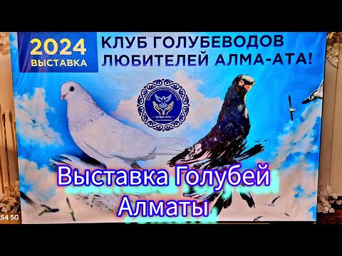 Видео: Выставка голубей Алматы 2024 от Клуба Голубеводов любителей Алматы. #выставкаголубей #pigeon