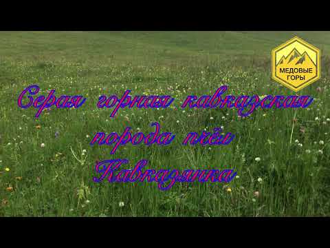 Видео: В. Г. Кашковский "Серая горная кавказская порода пчел - кавказянка" 24.04.2019