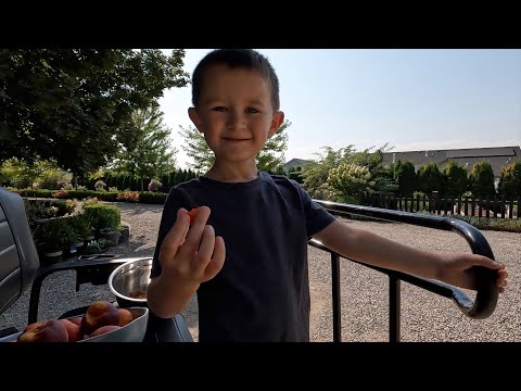 Видео: Сбор малины и других фруктов + настольный фонтан в Хартли! 🍓🍑💦 // Garden Answer