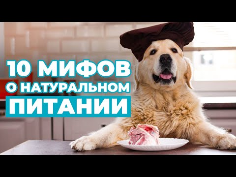 Видео: 10 мифов о НАТУРАЛЬНОМ КОРМЛЕНИИ. Чем правильно кормить собаку?