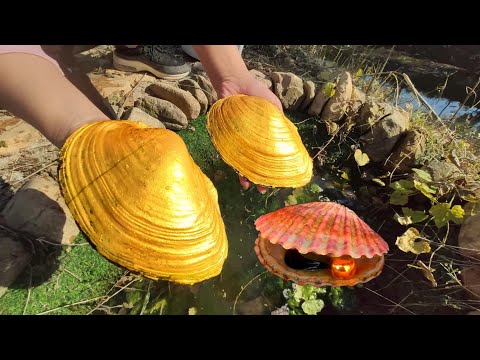 Видео: Какие жемчужины принесет нам 20-летняя золотая жемчужная раковина?