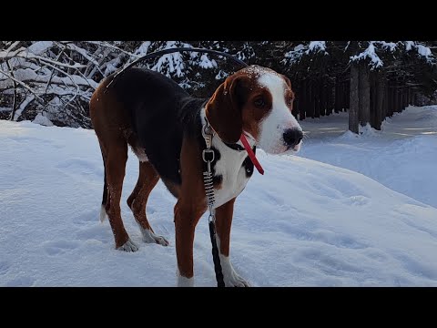 Видео: ЗОНА НАГОНКИ  ФИНСКАЯ ГОНЧАЯ ЗАЯЦ БЕЛЯК