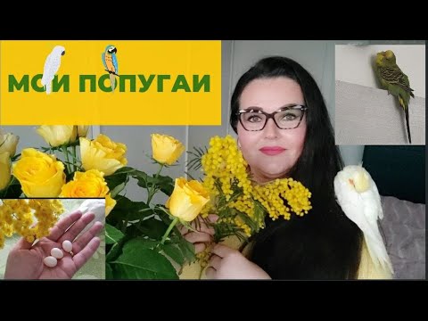 Видео: Цветочный магазин в Италии | Мои попугайчики |