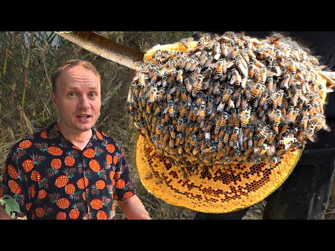 Видео: ✅Нашли УЛЕЙ свирепых КОРОЛЕВСКИХ ПЧЁЛ 🐝НАС ИСКУСАЛИ ☠️ ДОБЫВАЕМ ГАЛЛЮЦИНОГЕННЫЙ ТРОПИЧЕСКИЙ МЁД