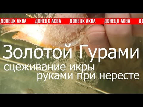 Видео: Золотой Гурами, Trichogaster trichopterus, HOW TO: Keep, Zucht von Aquarienfischen, akvariefiske
