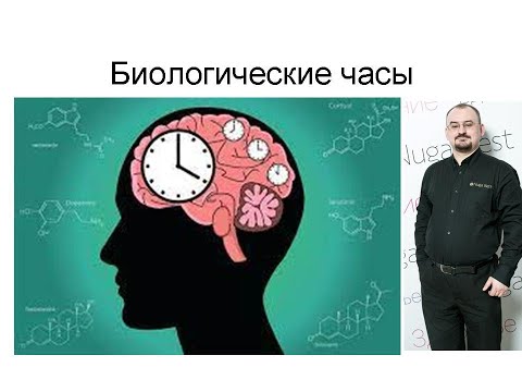 Видео: Биологические часы.