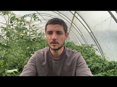 Видео: Полная схема обработок и подкормок томатов на июль