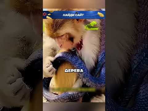 Видео: Дружба макаки и кобры 😮🐍🐒