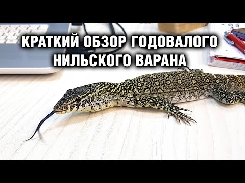 Видео: Нильский варан — Содержание в домашних условиях