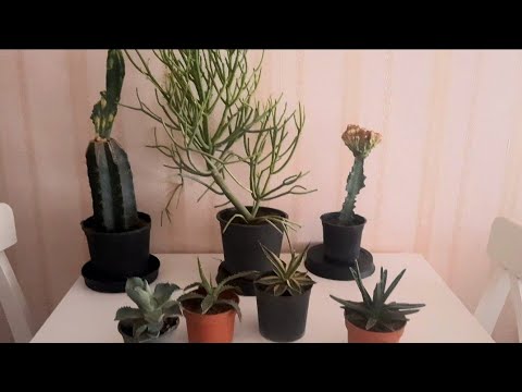 Видео: Суккулентные новинки и пересадка новых агав.