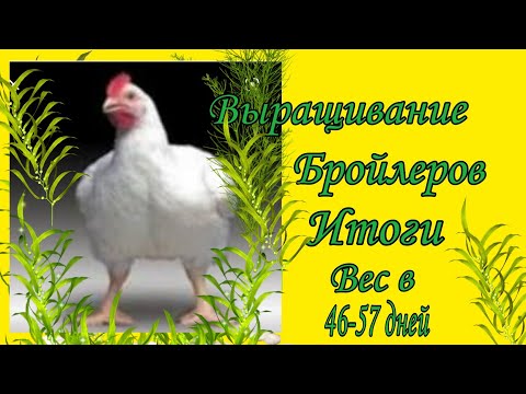 Видео: Выращивание бройлеров. Итоги. Вес в 46-56 дней.