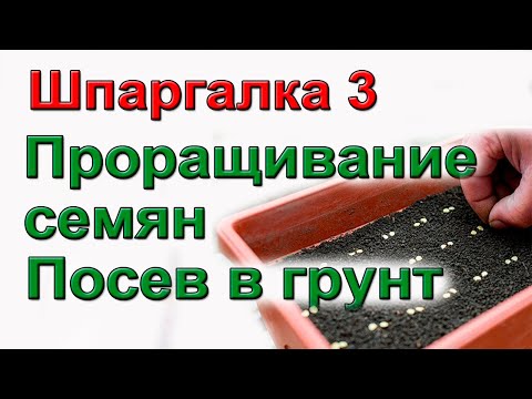 Видео: Как прорастить семена и посеять в грунт. ШПАРГАЛКА №3