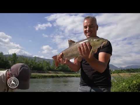Видео: 🎣Капитални мрени на уливот на Лепенец — урбан риболов во срцето на Скопје!🐟 #УрбанРиболов  #мрена