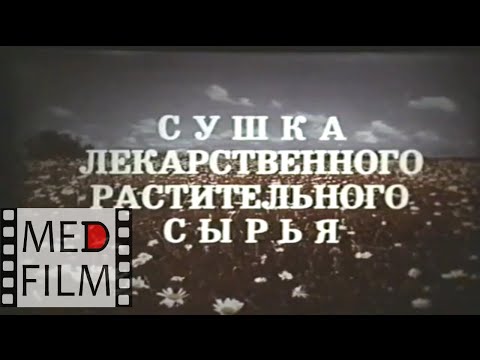 Видео: Сушка лекарственного растительного сырья © Drying of medicinal plants