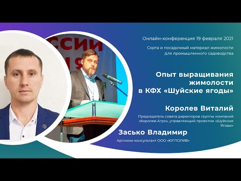 Видео: Опыт выращивания жимолости в КФХ “Шуйские ягоды”. Королев В.В., Засько В.А.