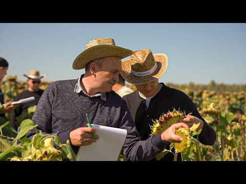 Видео: Оценка экспертами 62 ГИБРИДОВ ПОДСОЛНЕЧНИКА | АгроБатл 2025