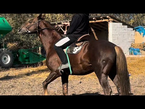 Видео: Байыш Ниязов чапкан Акжалдын баласы вотсап:+996-773-523-312 связ:+996-552-037-383 