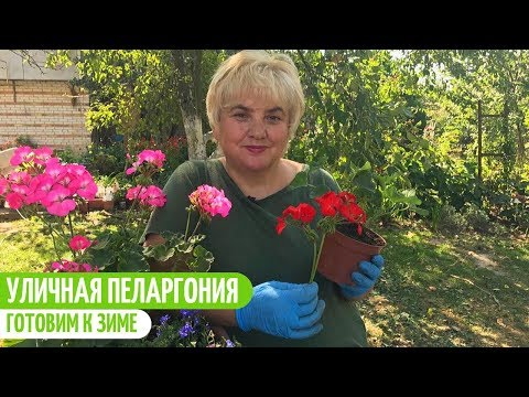 Видео: ПЕЛАРГОНИЯ из Клумбы - Как сохранить до ВЕСНЫ. Мои цветы. Мой опыт.