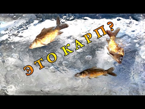 Видео: 20 | Проект Аренда Пруда | Нашел наших карпов