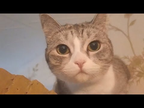 Видео: Как котоцефалы сломали лесенку