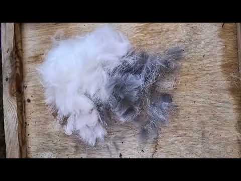 Видео: Подготовка к рождению крольчат. Мадина рвет пух, заботится о детках🐰 #dex #ферма #кролики_разведение