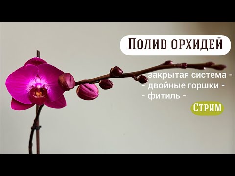 Видео: Поливаем вместе! Жду на стрим!