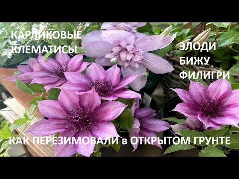 Видео: Как  перезимовали карликовые клематисы в ОГ  //Обзор// Что цветет в саду   5-15 марта 2025 г.