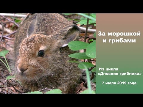 Видео: За морошкой и грибами. Дневник грибника  7 июля 2019 года.