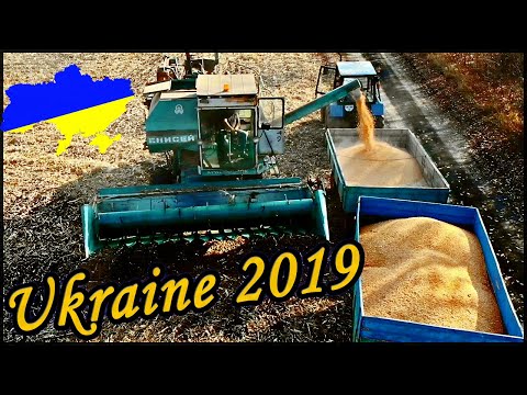 Видео: Енисей 1200|Уборка кукурузы Полтава, Купава|Урожай, Влага| Выставка AgroComplex 29..31 октября