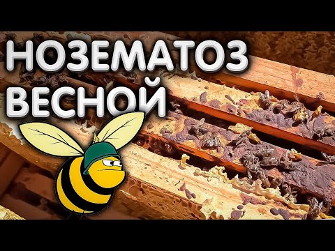 Видео: НОЗЕМАТОЗ у ПЧЁЛ в весенний период.
