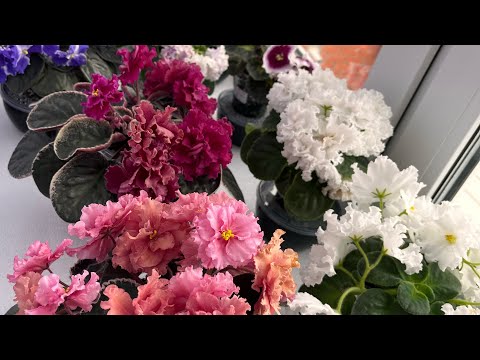 Видео: Обзор моей небольшой коллекции фиалок!!